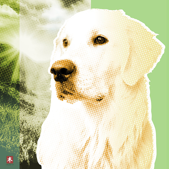 Portrait of Muffy, the Labrador